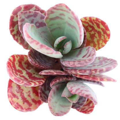 Rudy's Plants Kalanchoe humilis 'Desert Surprise' succulent with maroon stripes
