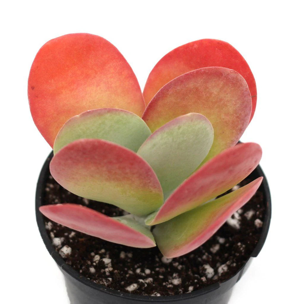 Rudy's Plants Kalanchoe luciae 'Paddle Plant' - Green & Red Edges Succulent
