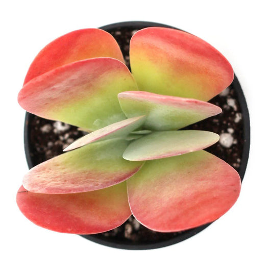 Rudy's Plants Kalanchoe luciae Paddle Plant succulent with green paddle leaves and red edges