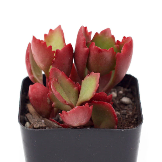 Rudy's Plants Kalanchoe sexangularis succulent with green leaves and red edges in a pot