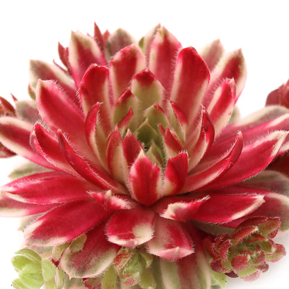 Rudy's Plants Chick Charms Lotus Blossom pink variegated succulent in a pot