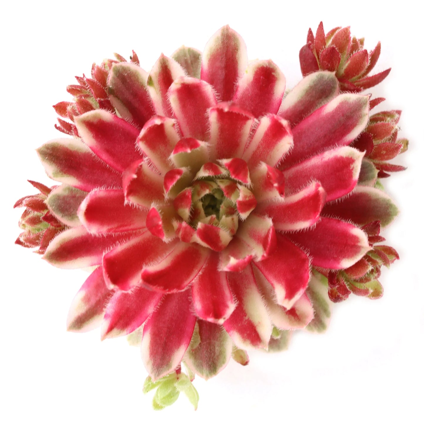 Rudy's Plants Chick Charms Lotus Blossom – Rare Pink Variegated Succulent