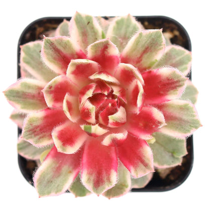 Rudy's Plants Chick Charms Lotus Blossom – Rare Pink Variegated Succulent