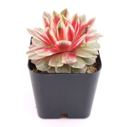 Rudy's Plants Chick Charms Lotus Blossom – Rare Pink Variegated Succulent