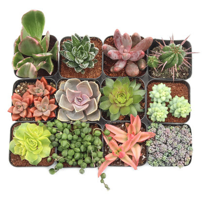 Rudy's Plants Max Variety Succulent Pack: 6-50 Assorted Varieties in 2-Inch Pots