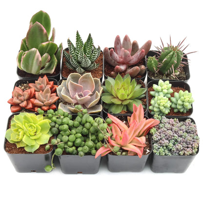 Rudy's Plants Max Variety Succulent Pack: 6-50 Assorted Varieties in 2-Inch Pots