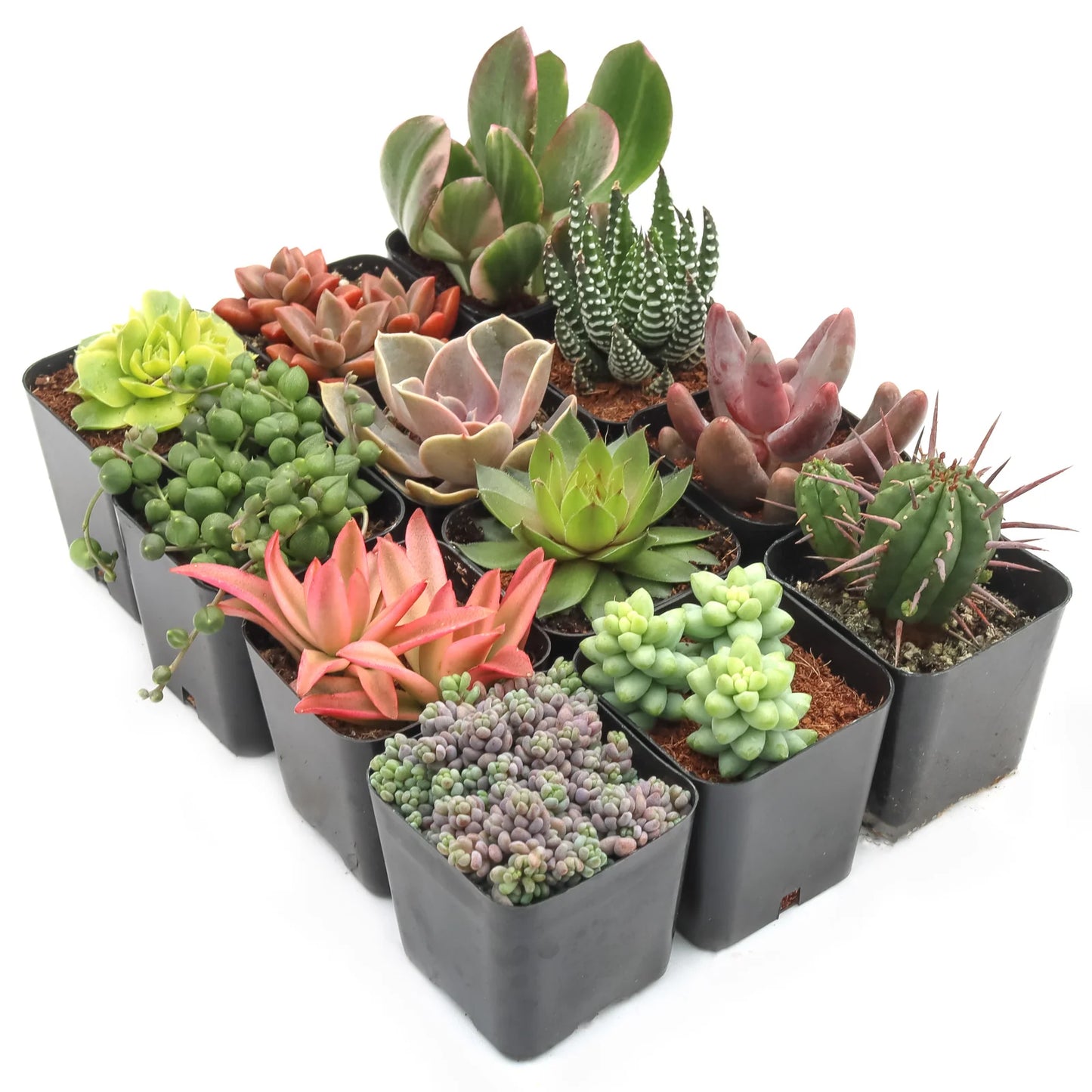 Rudy's Plants Max Variety Succulent Pack: 6-50 Assorted Varieties in 2-Inch Pots