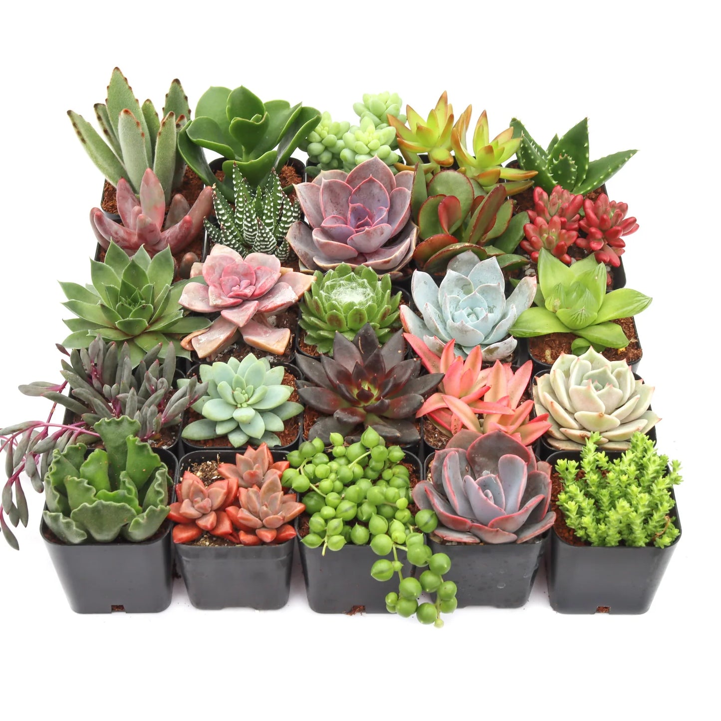 Rudy's Plants Max Variety Succulent Pack: 6-50 Assorted Varieties in 2-Inch Pots