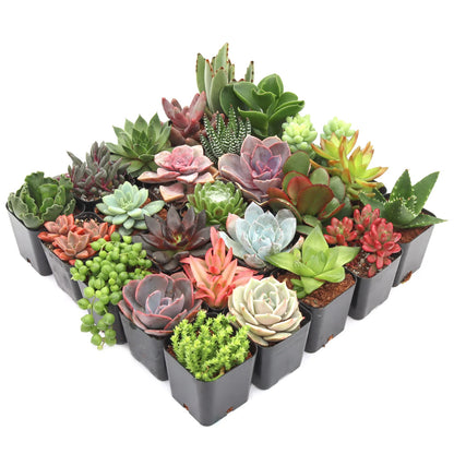 Rudy's Plants Max Variety Succulent Pack: 6-50 Assorted Varieties in 2-Inch Pots