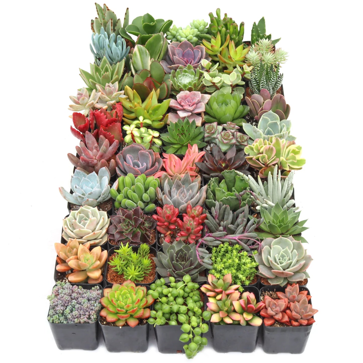 Rudy's Plants Max Variety Succulent Pack: 6-50 Assorted Varieties in 2-Inch Pots