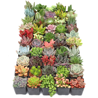 Rudy's Plants Max Variety Succulent Pack: 6-50 Assorted Varieties in 2-Inch Pots