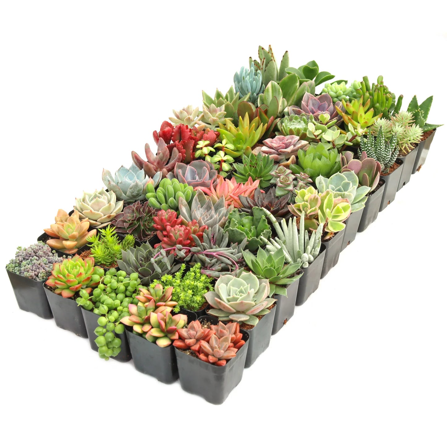 Rudy's Plants Max Variety Succulent Pack: 6-50 Assorted Varieties in 2-Inch Pots