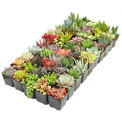 Rudy's Plants Max Variety Succulent Pack: 6-50 Assorted Varieties in 2-Inch Pots