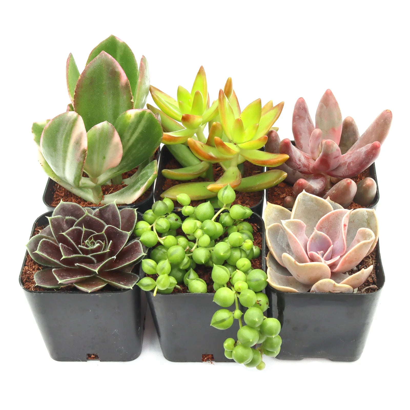 Rudy's Plants succulent pack with assorted varieties in 2-inch pots