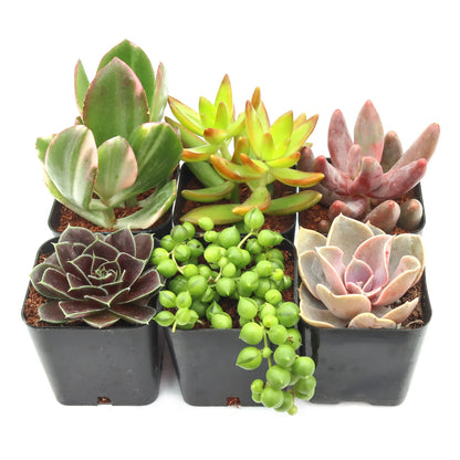 Rudy's Plants succulent pack with assorted varieties in 2-inch pots