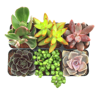 Rudy's Plants Max Variety Succulent Pack: 6-50 Assorted Varieties in 2-Inch Pots