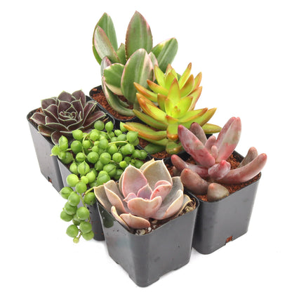 Rudy's Plants Max Variety Succulent Pack: 6-50 Assorted Varieties in 2-Inch Pots