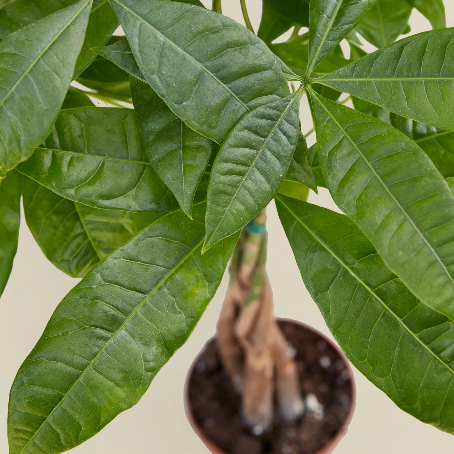 Rudy's Plants Money Tree 'Guiana Chestnut' Pachira Braid