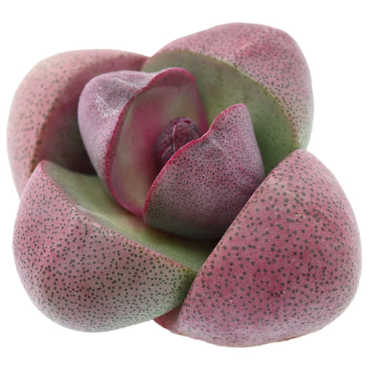 Rudy's Plants Pleiospilos nelii 'Royal Flush' split rock succulent