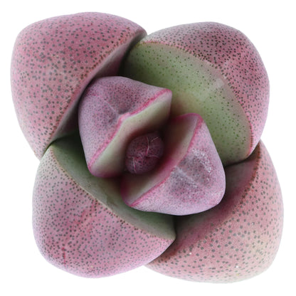Rudy's Plants Pleiospilos nelii 'Royal Flush' Purple Split Rock Succulent
