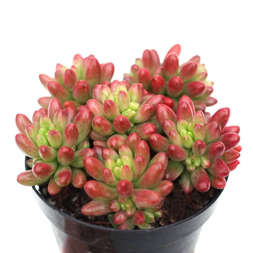 Rudy's Plants Sedum 'Aurora' - Pink Jelly Bean Succulent with Lime Green Leaves