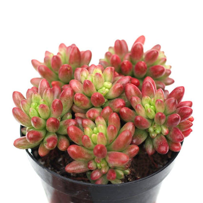 Rudy's Plants Sedum 'Aurora' - Pink Jelly Bean Succulent with Lime Green Leaves