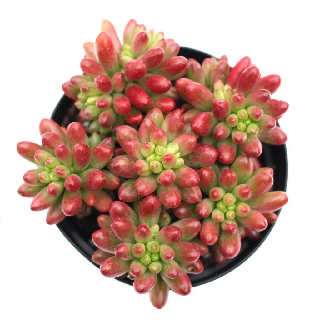 Rudy's Plants Sedum 'Aurora' Pink Jelly Bean Succulent with Lime Green Leaves