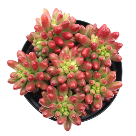 Rudy's Plants Sedum 'Aurora' Pink Jelly Bean Succulent with Lime Green Leaves
