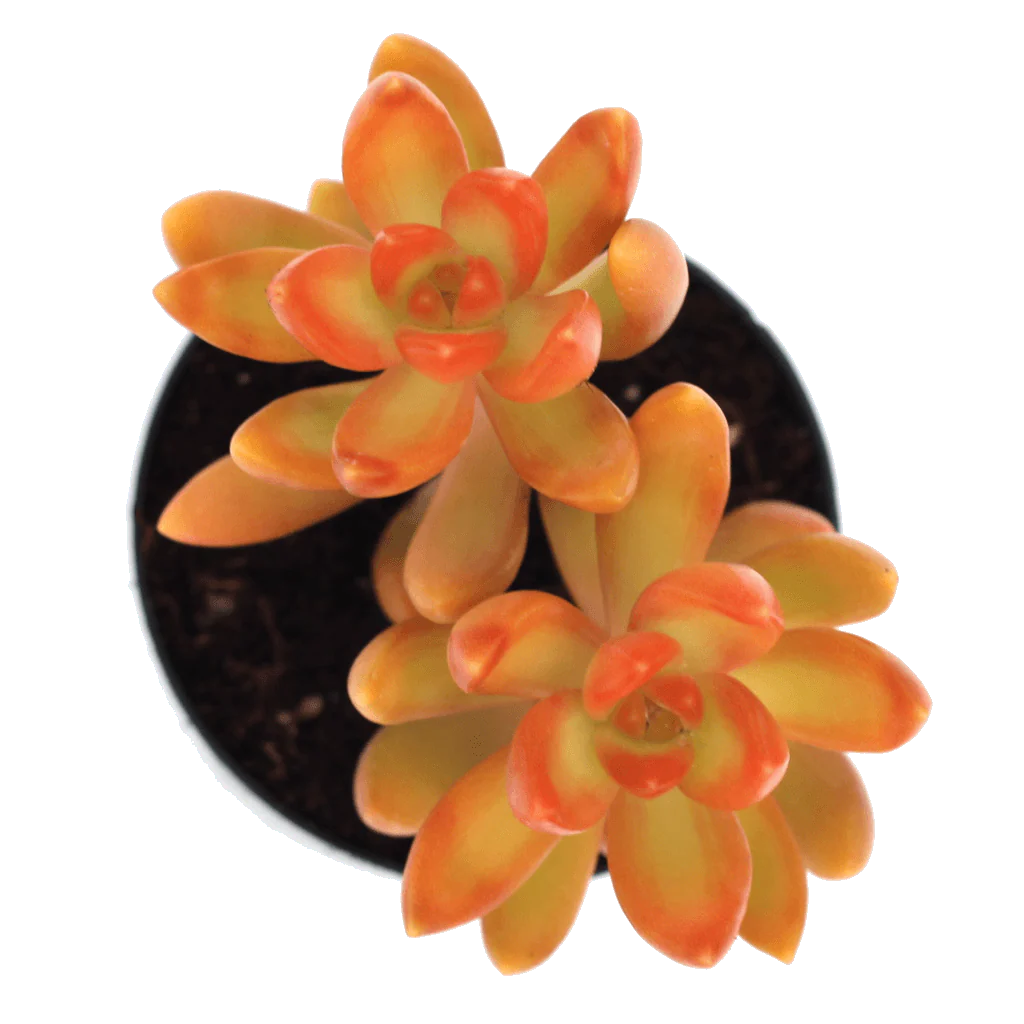 Rudy's Plants Sedum nussbaumerianum 'Coppertone Stonecrop' succulent with copper orange and green rosettes