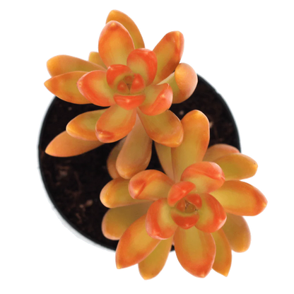 Rudy's Plants Sedum nussbaumerianum 'Coppertone Stonecrop' succulent with copper orange and green rosettes
