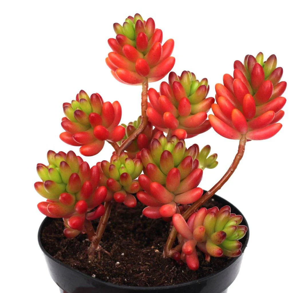 Rudy's Plants Sedum rubrotinctum Jelly Bean succulent with colorful green, red, and maroon leaves in a pot