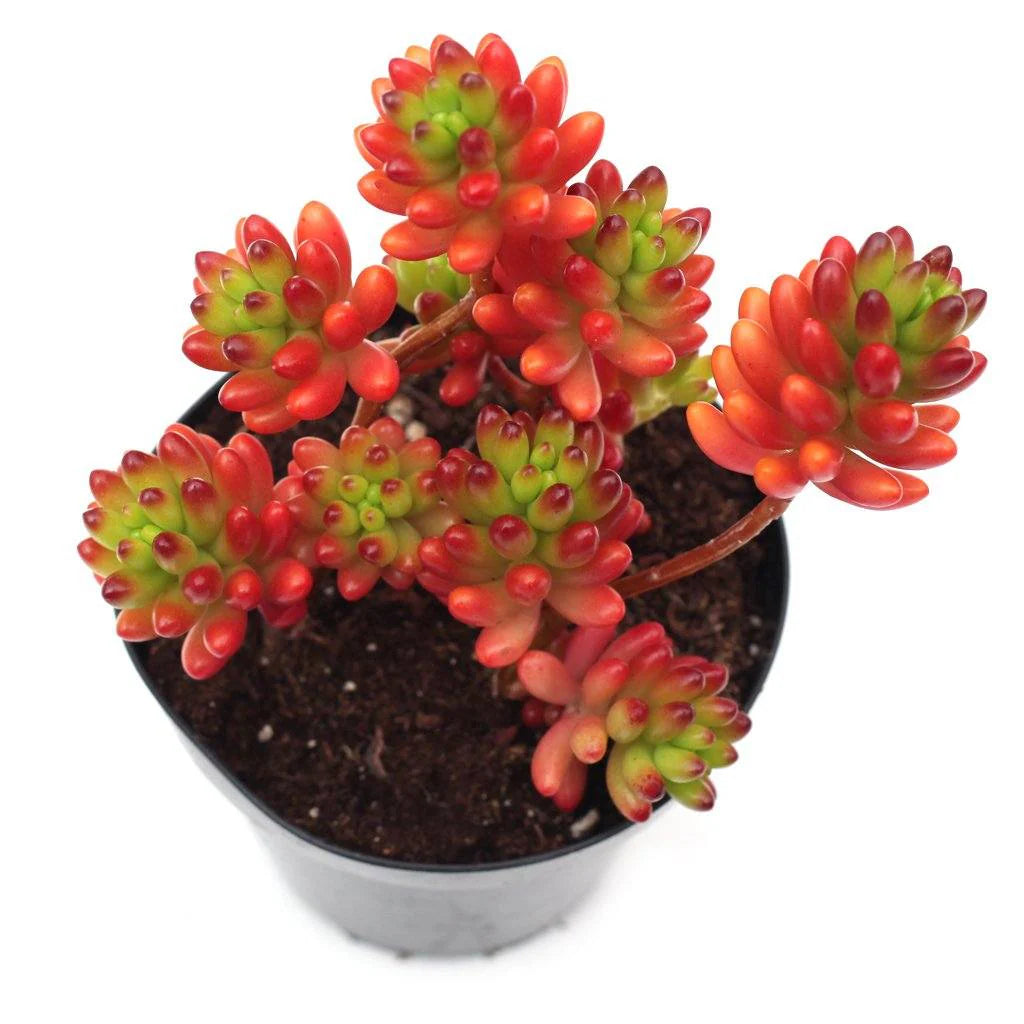 Rudy's Plants Sedum rubrotinctum Jelly Bean Succulent - Colorful Trailing Plant