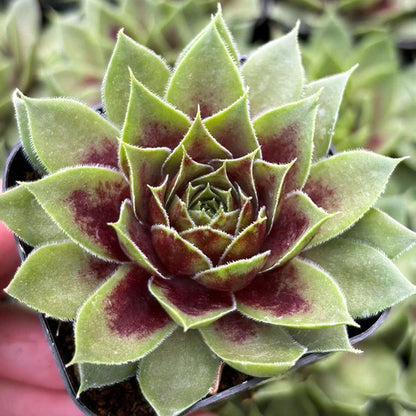 Rudy's Plants Sempervivum Colorockz® 'Coconut Crystal' - Cold Hardy Hens & Chicks Succulent