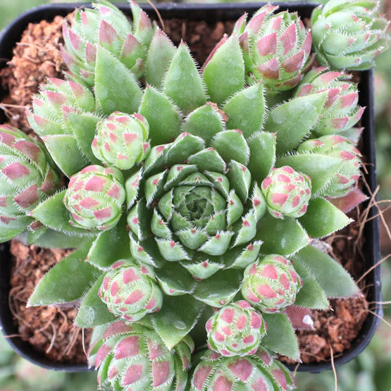 Rudy's Plants Sempervivum globiferum ssp. hirtum 'Hedgehog' – Hardy Succulent in 2.0" Pot