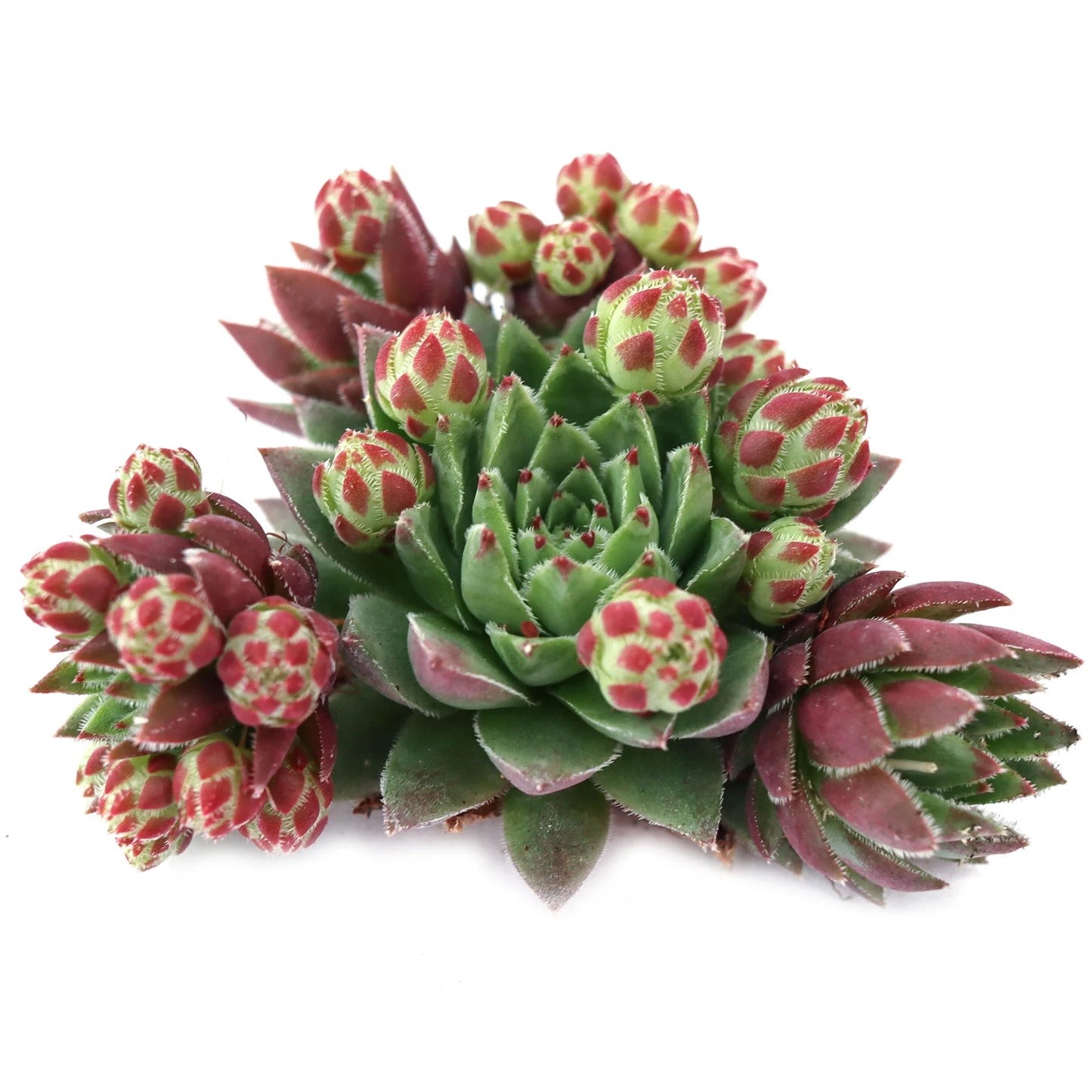 Rudy's Plants Sempervivum globiferum ssp. hirtum 'Hedgehog' – Hardy Succulent in 2.0" Pot