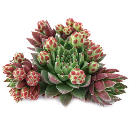 Rudy's Plants Sempervivum globiferum ssp. hirtum 'Hedgehog' – Hardy Succulent in 2.0" Pot