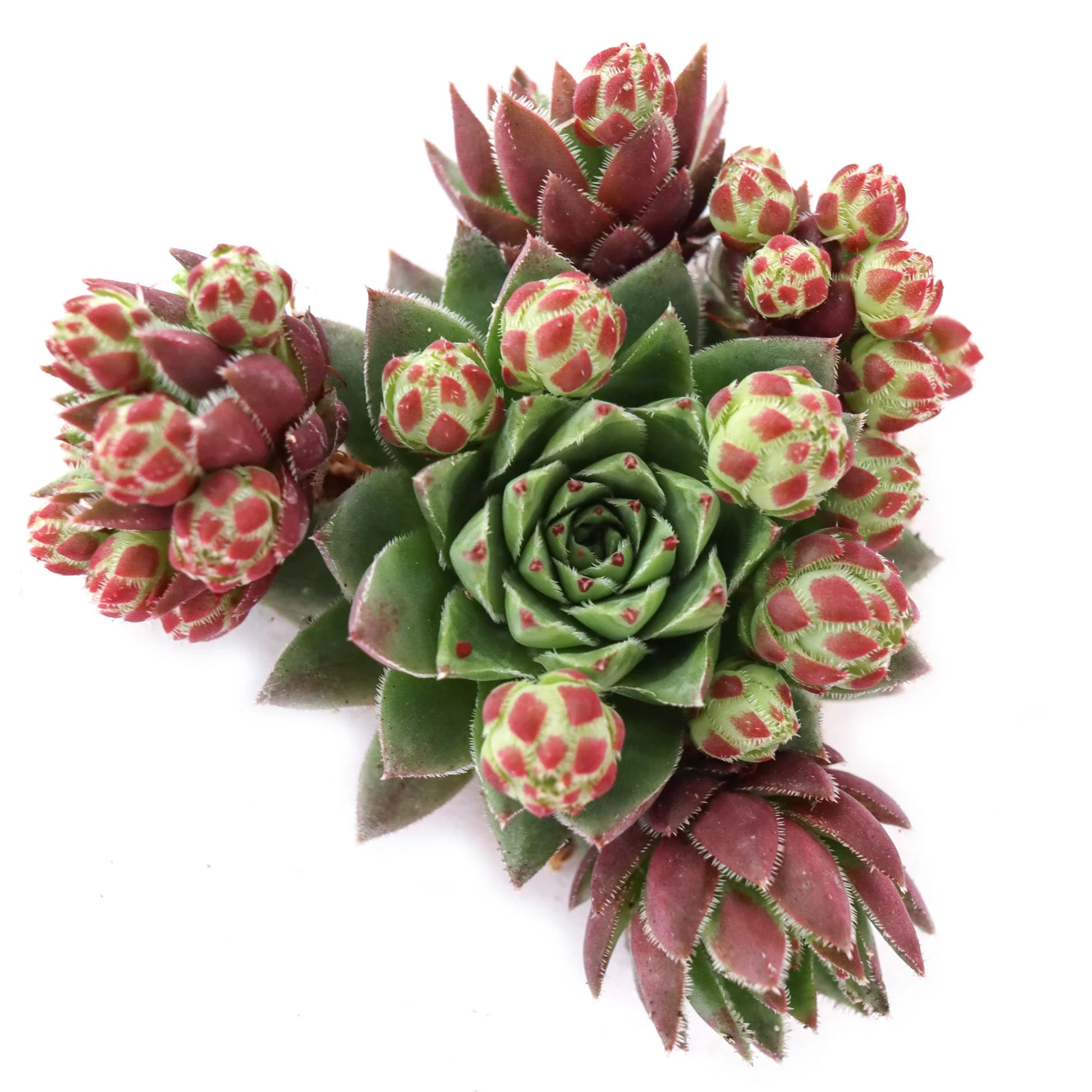 Rudy's Plants Sempervivum globiferum ssp. hirtum 'Hedgehog' succulent in a pot