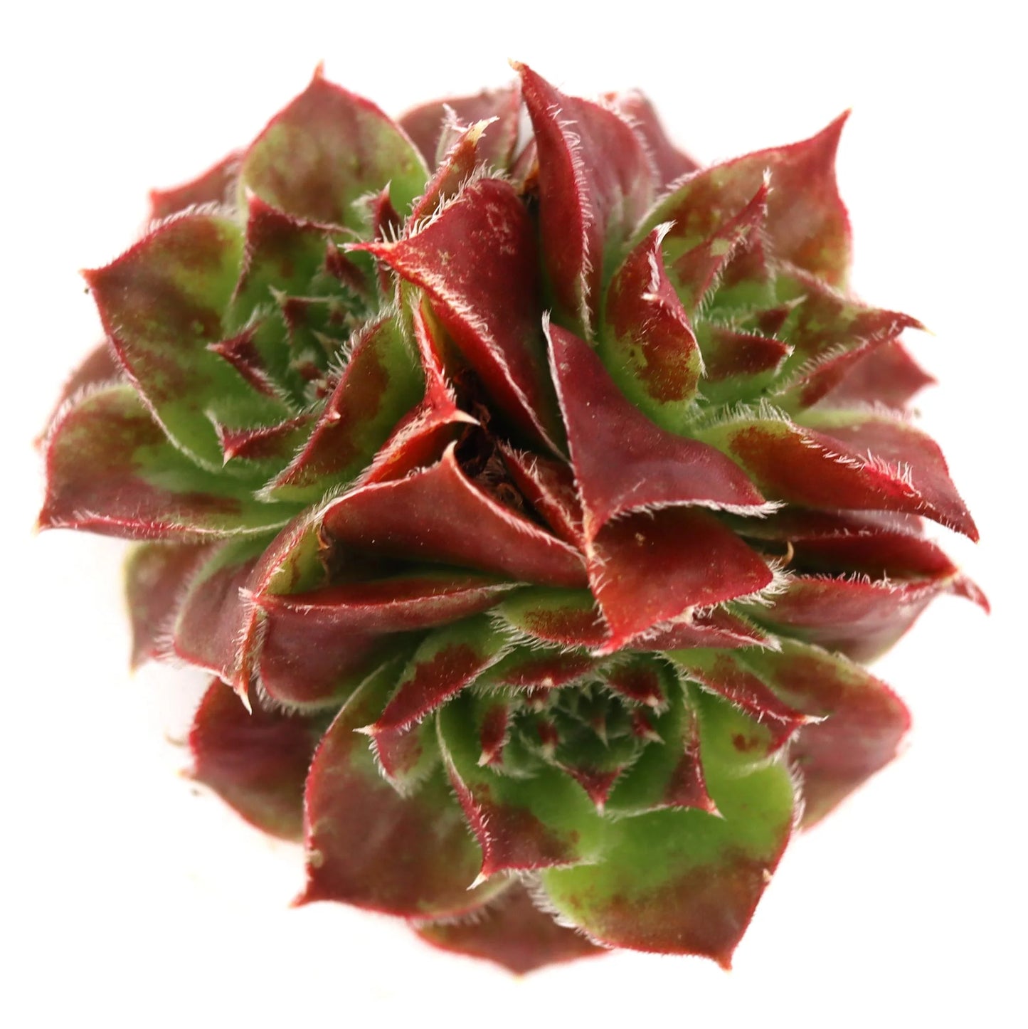 Rudy's Plants Sempervivum heuffelii 'Worstiana' – Hardy Succulent with Purple-Green Rosettes