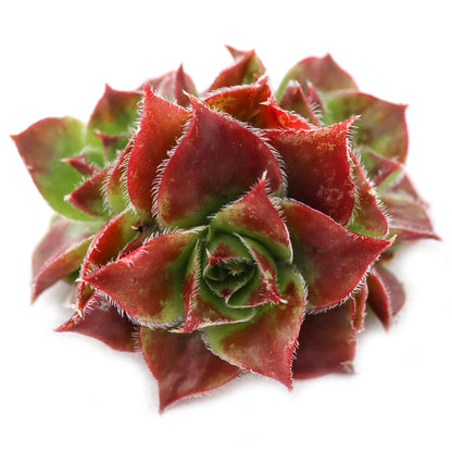 Rudy's Plants Sempervivum heuffelii 'Worstiana' succulent with purple-green rosettes in a pot