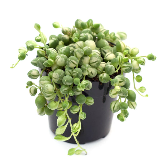 Rudy's Plants Variegated String of Pearls succulent with trailing white and green bead-like leaves in a pot